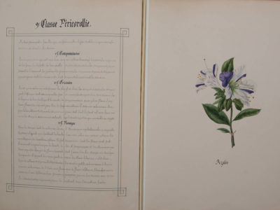 Histoire naturelle botanique - Patrimoine Charles-André COLONNA WALEWSKI
