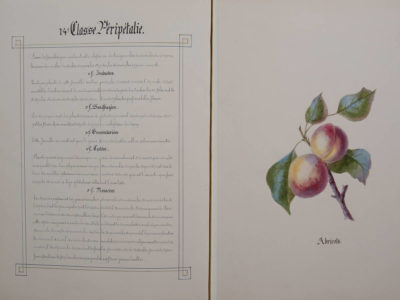 Histoire naturelle botanique - Patrimoine Charles-André COLONNA WALEWSKI